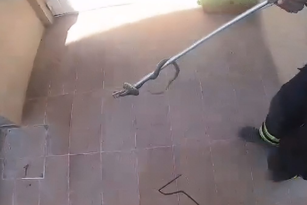 Najezda zmija na istoku Splita