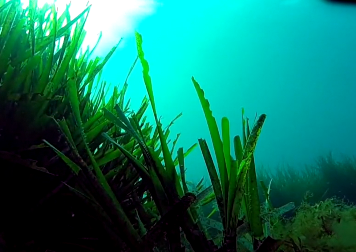 ZAŠTITA "MORSKE TRAVE" Splitsko-dalmatinska županija prva u Hrvatskoj ima Plan rasporeda nautičkih sidrišta!