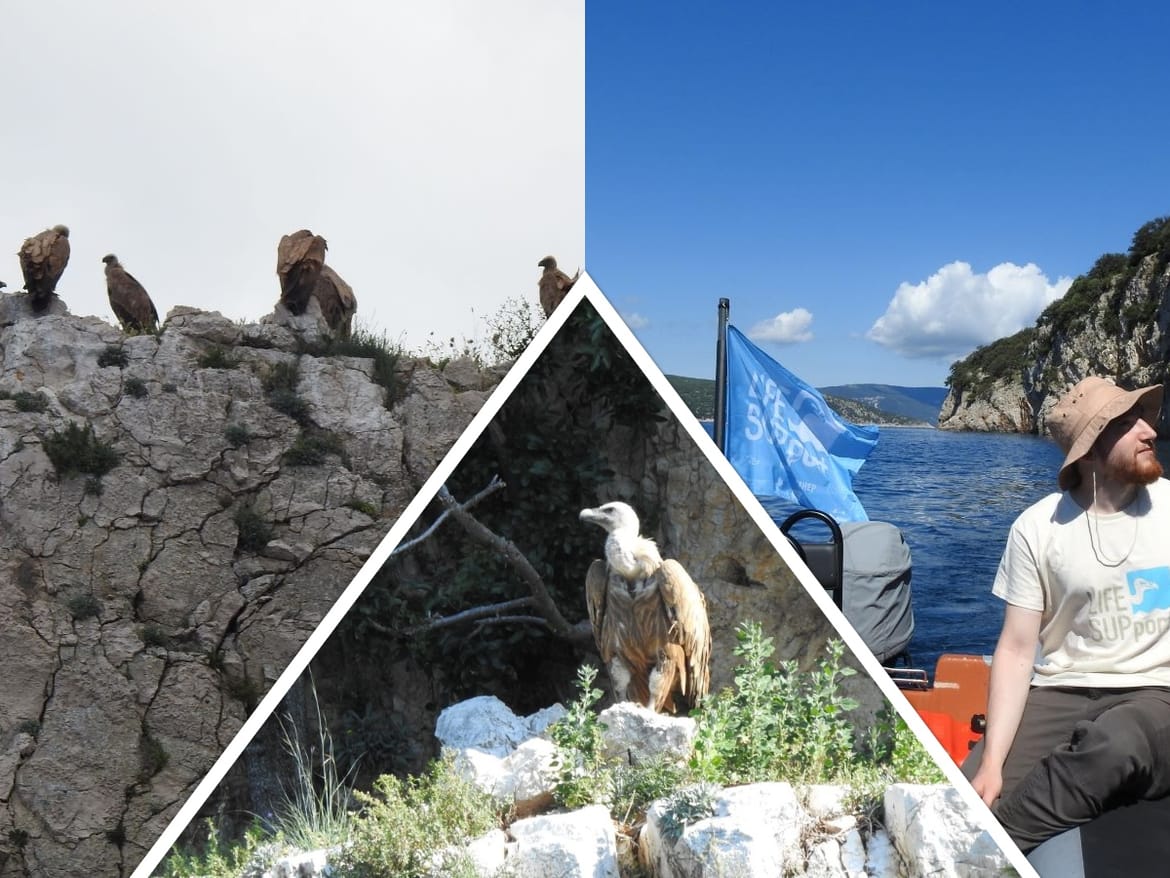 Krenula je „SUPpatrola“, podržite volontere u očuvanju bjeloglavih supova