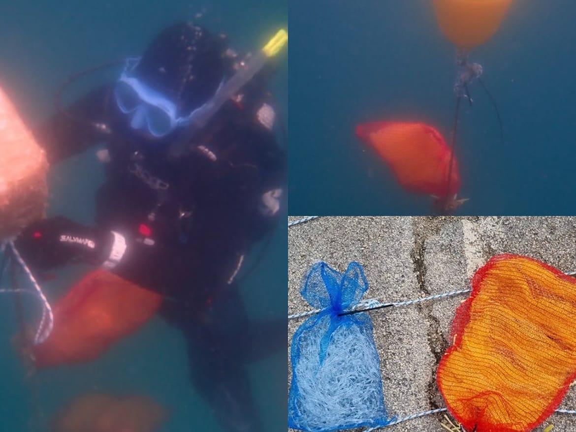 Postavljeni kolektori za prikupljanje mlađi plemenite periske u Nacionalnom parku Brijuni