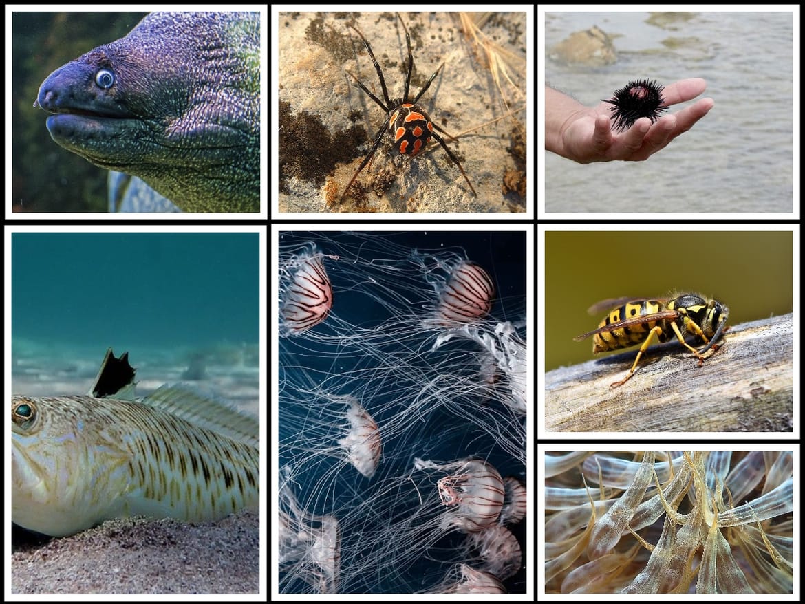 LJETNE OPASNOSTI More i priroda uz more