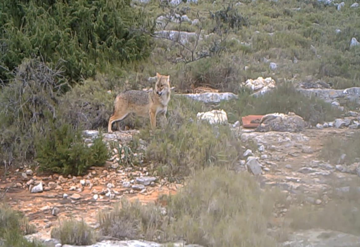U Nacionalnom parku Kornati najavili odstrijel čagljeva