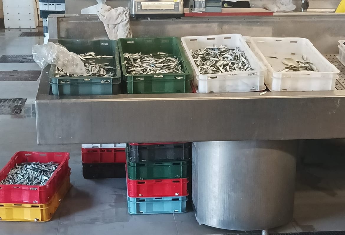 KAKO JE OVO MOGUĆE? Na dubrovačkoj peškariji donijeli nedorasle srdelice: "Lovi ih se ilegalno!"