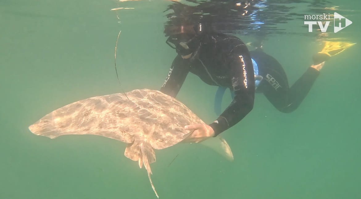 Ponovno otkriće populacije kritično ugrožene raže leptirice u Jadranskom moru