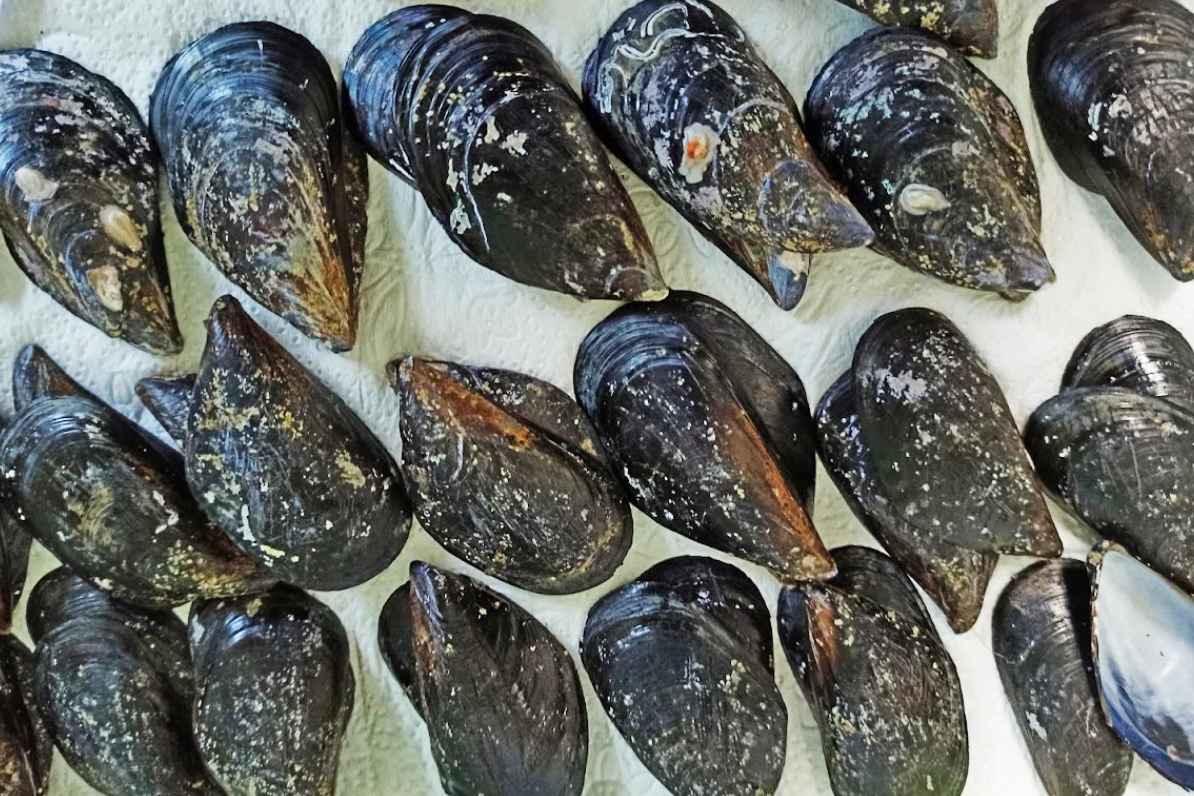 TE DIVNE DAGNJE Institut za oceanografiju i ribarstvo posvetio se omiljenim školjkama u znanstvenom radu!