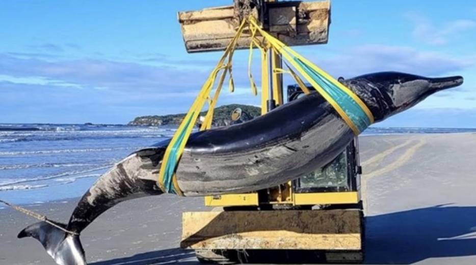 NAJRJEĐI NA SVIJETU Na Novom Zelandu nasukan kit o kojem se ne zna gotovo ništa!