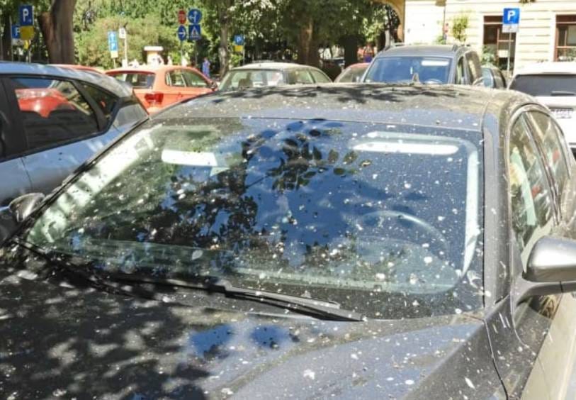 DOSTA IM JE PTIČJEG IZMETA Pula nabavlja zvučni rastjerivač ptica. Ornitologinja: "To je bacanje novaca!"