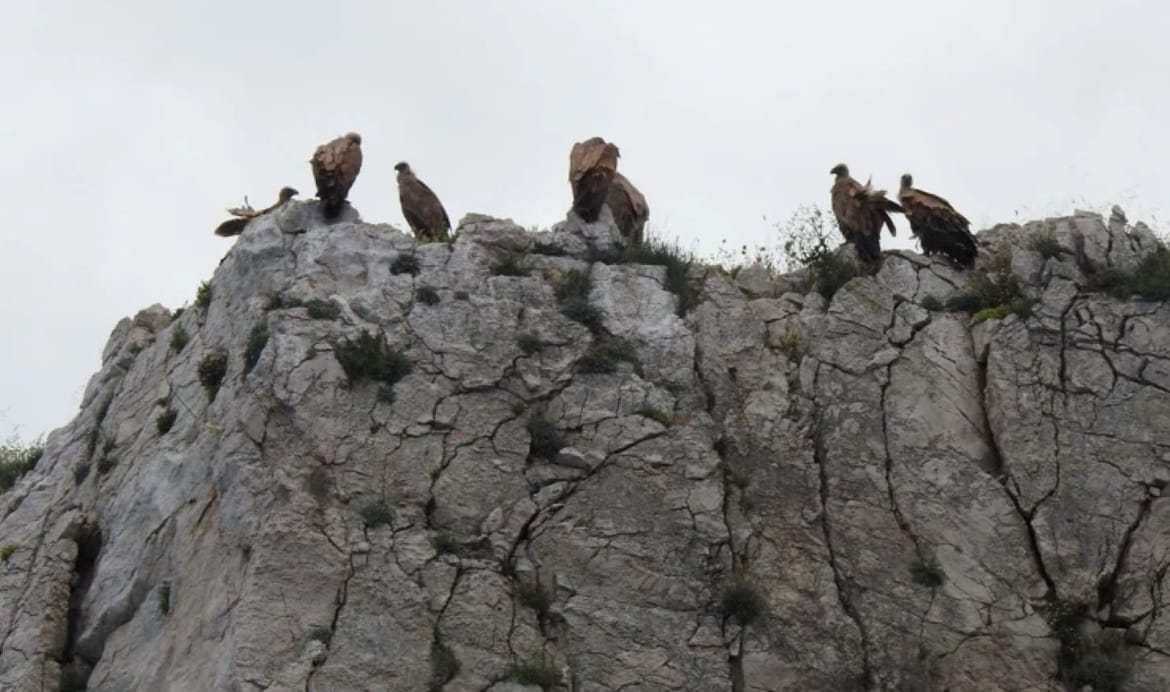 LIFE SUPport - Očuvanje hrvatske populacije bjeloglavog supa