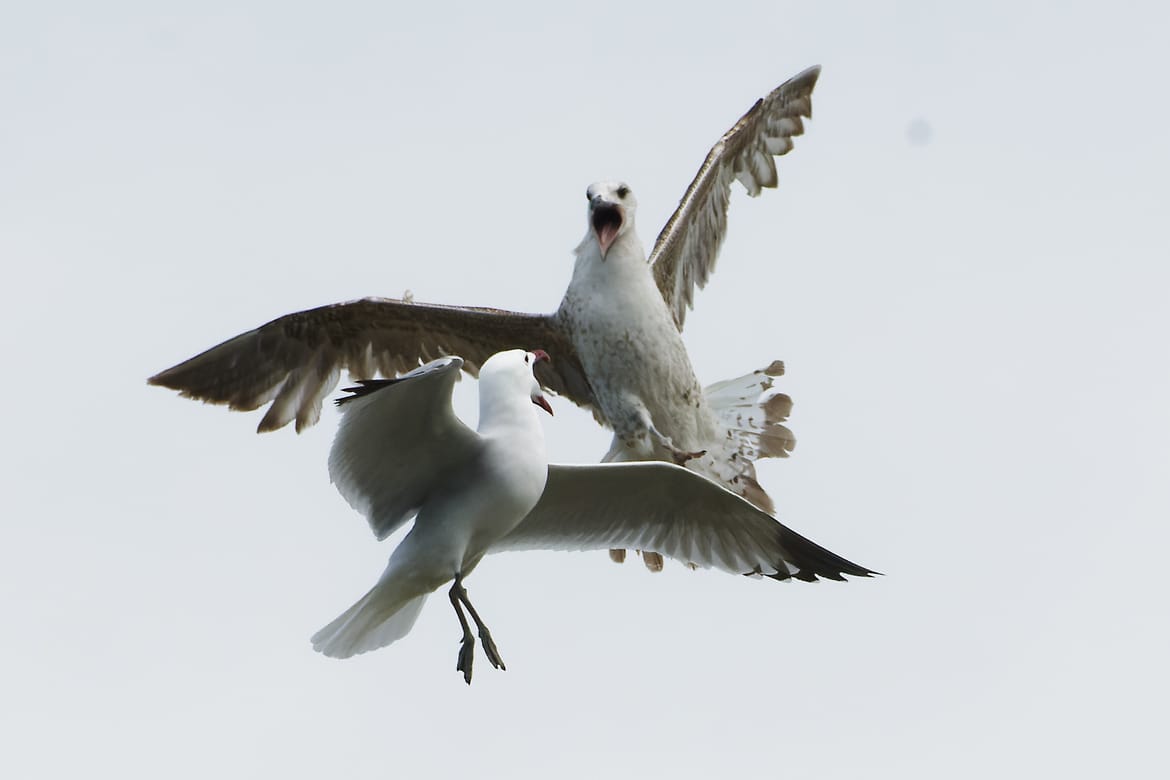 Monitoring ptica u Nacionalnom parku Mljet traje više od 20 godina