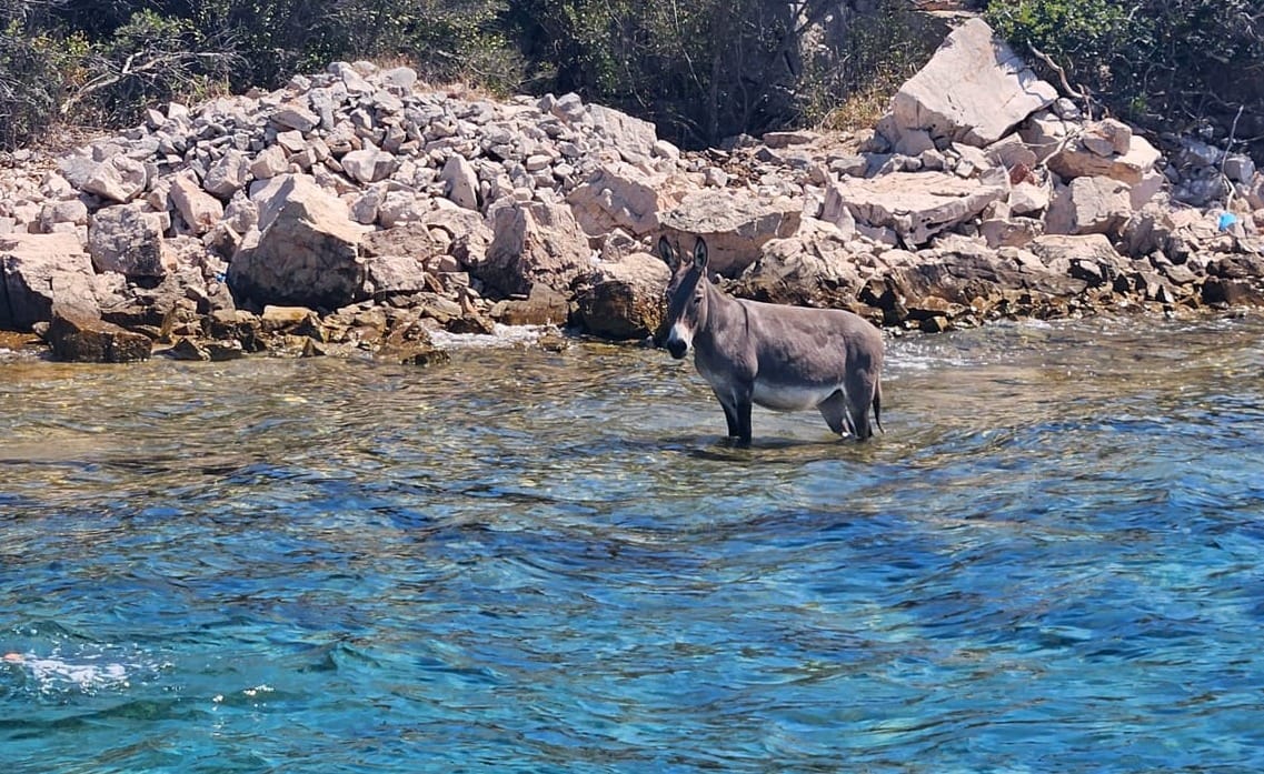Prijatelji životinja traže hitno postupanje zbog magaraca na otočiću Lavdara Mala