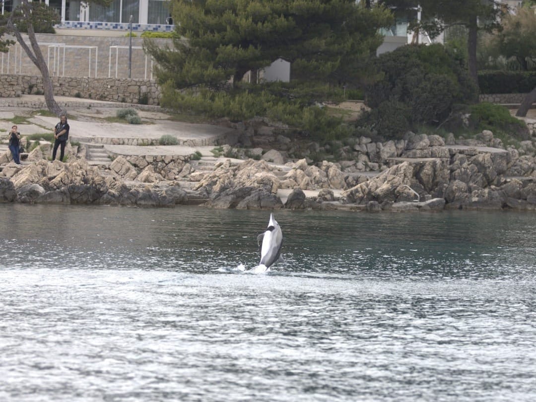 UPOZORENJE KUPAČIMA: Kod Krka zabilježen dupin neobičnog ponašanja, ne približavajte mu se!