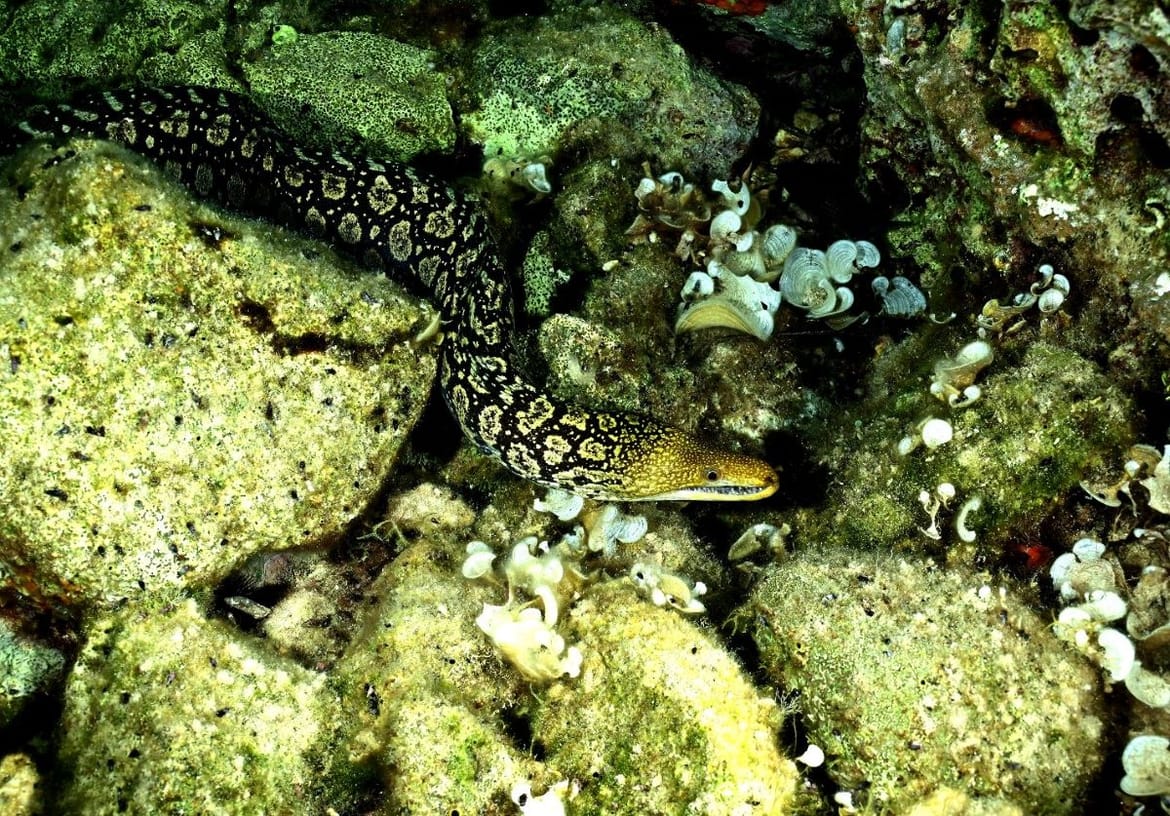 Svoj dom u Nacionalnom parku Mljet pronašla je Šiljatozuba murina