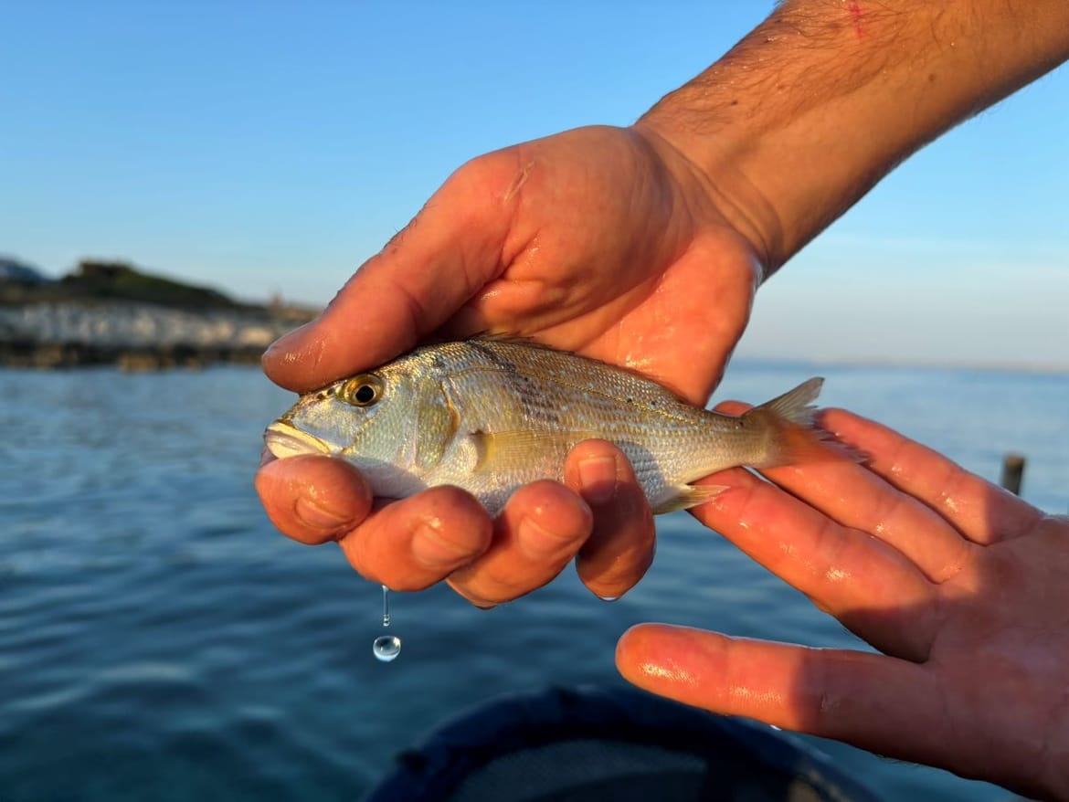 Ovih dana u priobalnom području možemo naići na juvenilne primjerke zubatca