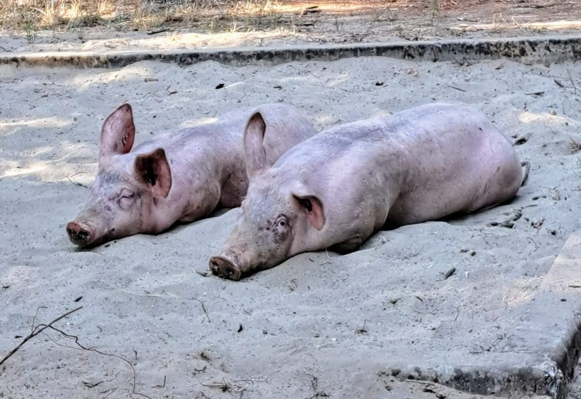 SVINJE U PIJESKU Pogledajte čemu svjedoče turisti kod Poreča