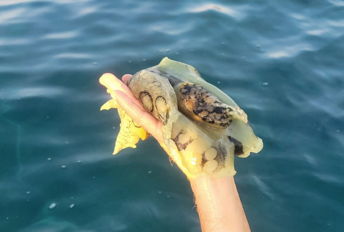 Na rtu Kamenjak u Istri pronađena još jedna vrsta iz tropskih mora!