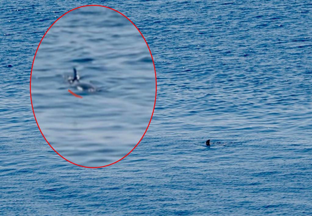 Kod Lastova smimili peraju, a onda uočili bijelu mrlju - Radi li se o orki?!