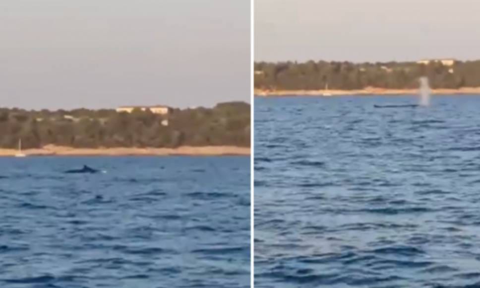 NEVJEROJATAN PRIZOR U blizini Brijuna snimljen kit!