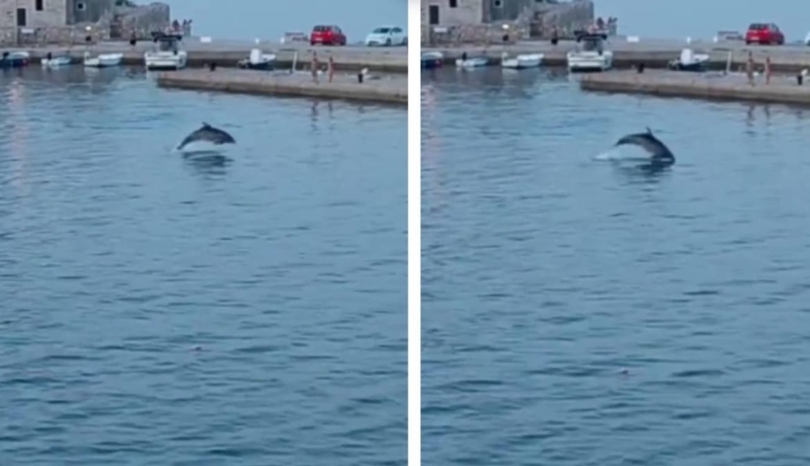 U Savru na Dugom otoku jedan je dupin prišao samoj rivi!