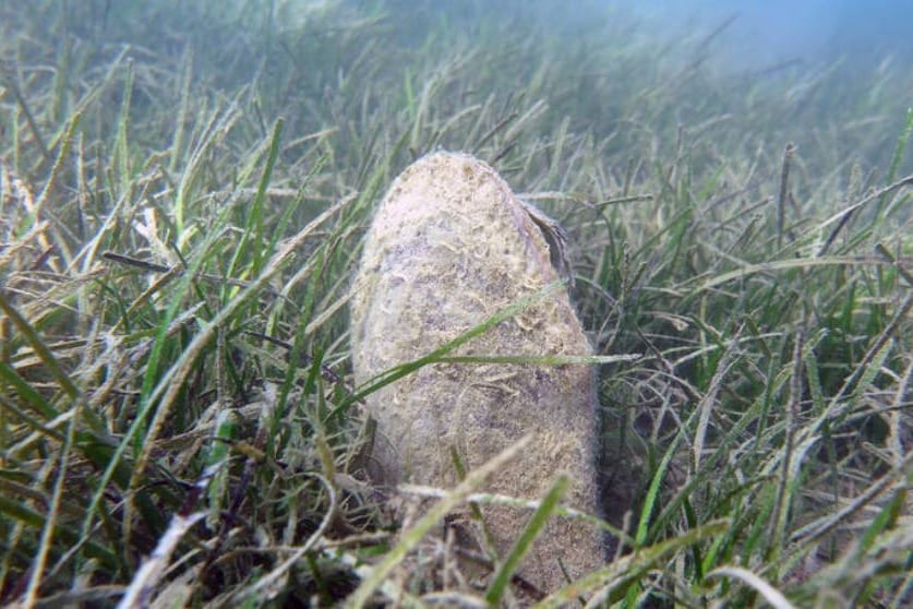 Periska "Živka" raste kod Zadra i jako je lijepa!