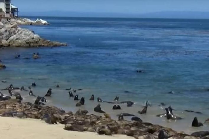 MORSKI LAVOVI PREUZELI PLAŽU Pogledajte ovaj životinjski spektakl zbog kojeg je ljudima zabranjen pristup!