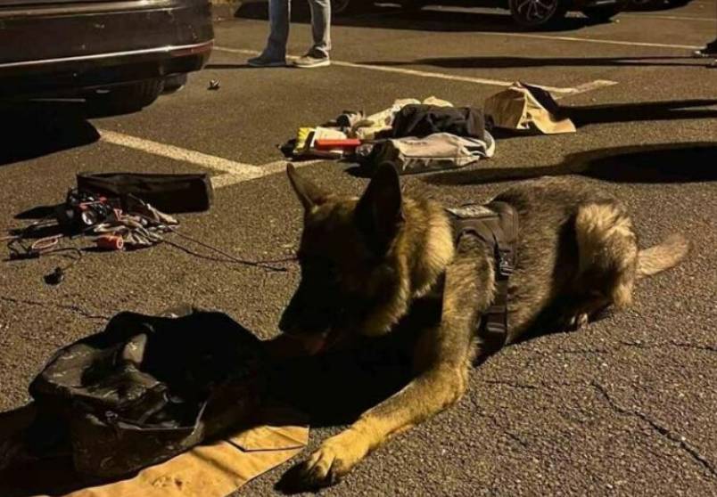 Pas presudio dileru na riječkom području!