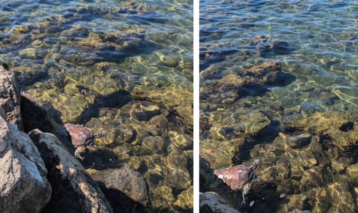 PING PONG U UMAGU Jedna je morska kornjača trebala pomoć, ali nitko od nadležnih nije reagirao!