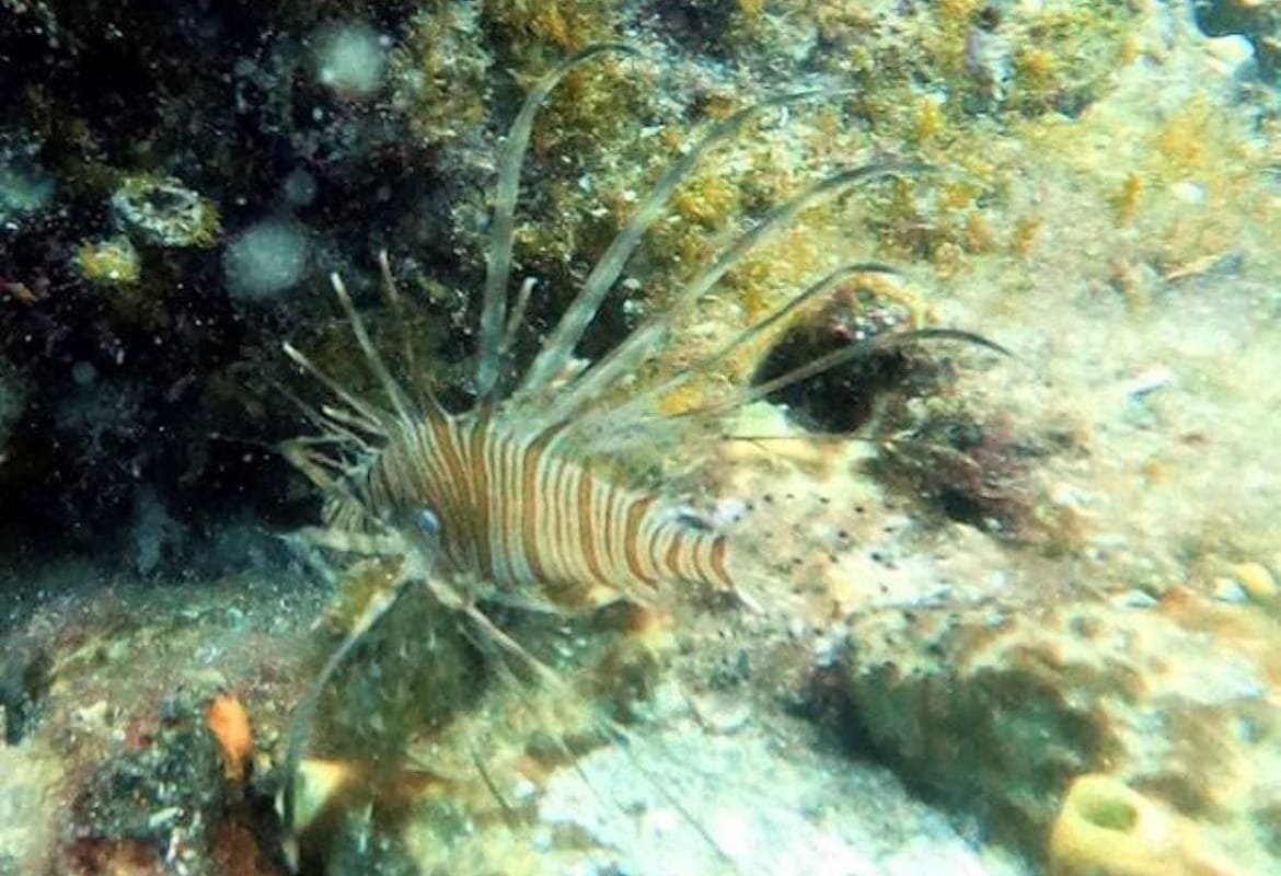 SVE IH JE VIŠE Ronilac snimio vatrenjaču na popularnim turističkim lokacijama na Hvaru