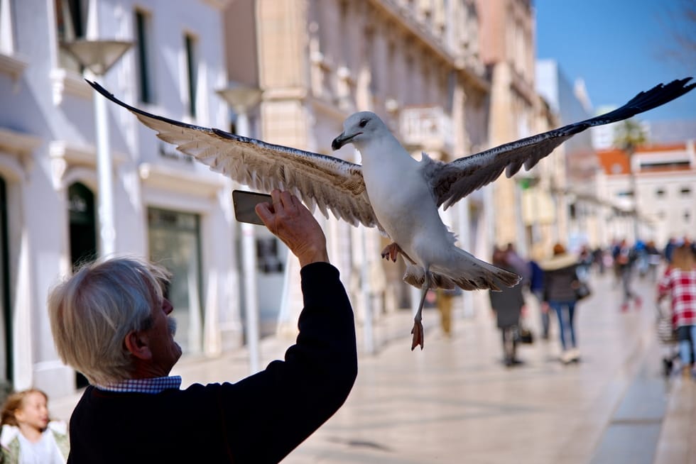 PORTRET JEDNOG GALEBA Glasajte za fotografiju našeg foto-dopisnika
