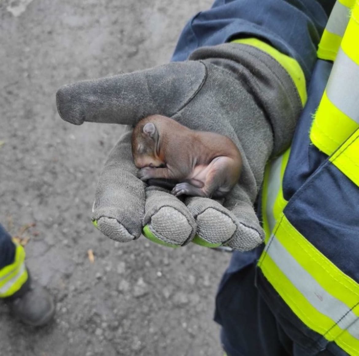 Upoznajte Pabla, malenu vjevericu koju su riječki vatrogasci spasili iz šumskog požara