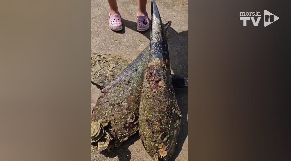 Ukrajinka koju je Morski HR otkrio da čupa periske na Krku, kazneno prijavljena - Snimila je i video!