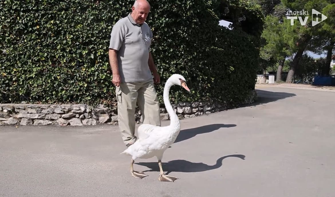 ČOVJEK I LABUD S JADRIJE Jedan događaj koji je promijenio dva života