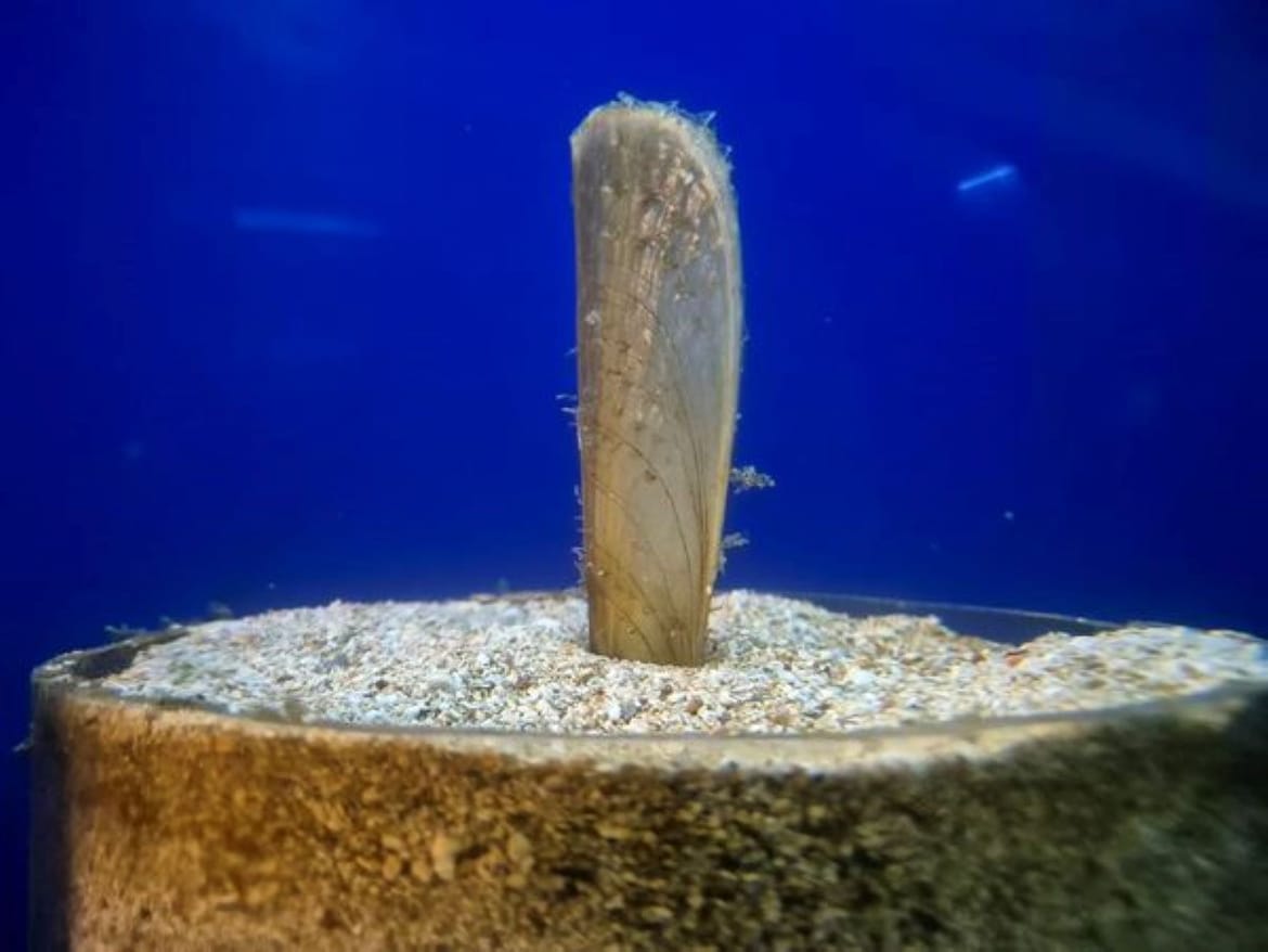 MORANA Najdugovječnija plemenita periska u kontroliranim uvjetima, dobro napreduje!