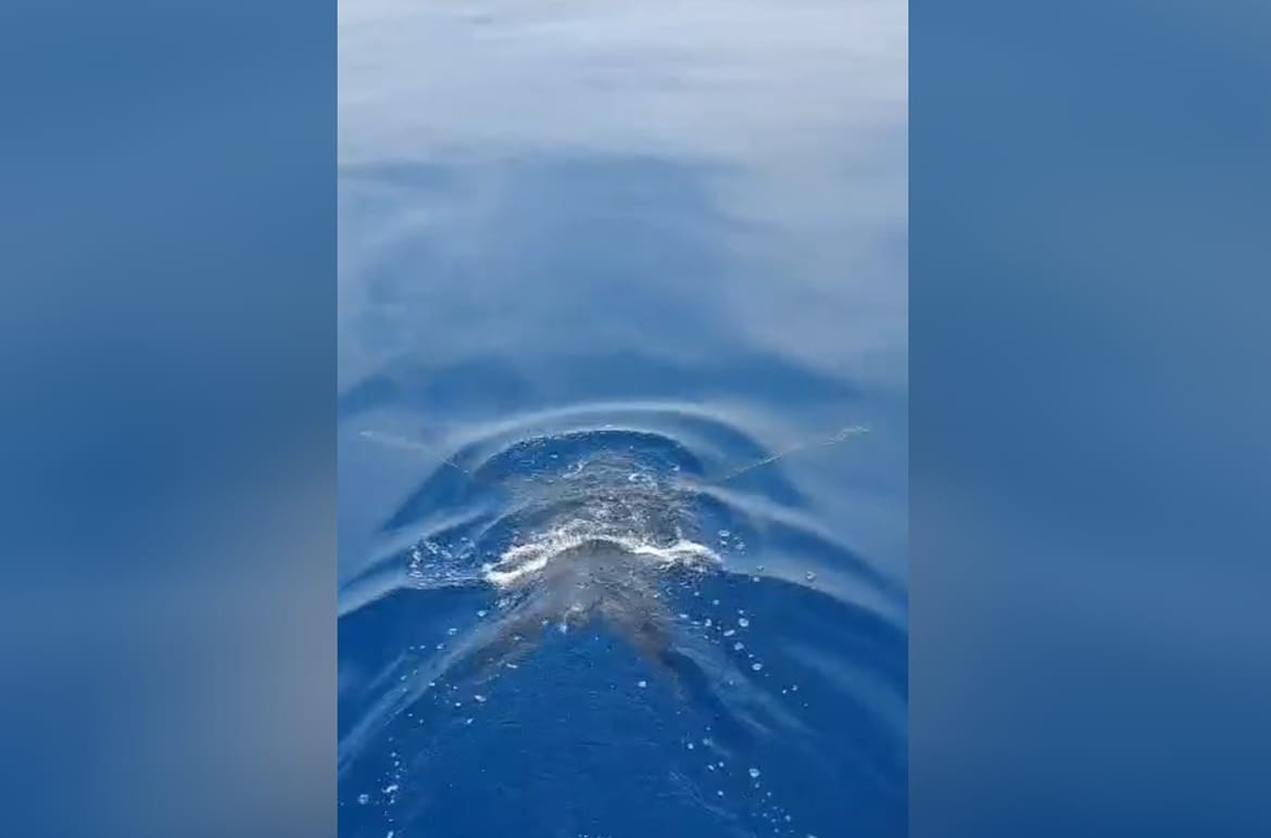 U Jadranu uočena ugrožena životinja, stručnjaci uplašeni: "Kod nas je vrlo rijetka, postoji velika opasnost..."