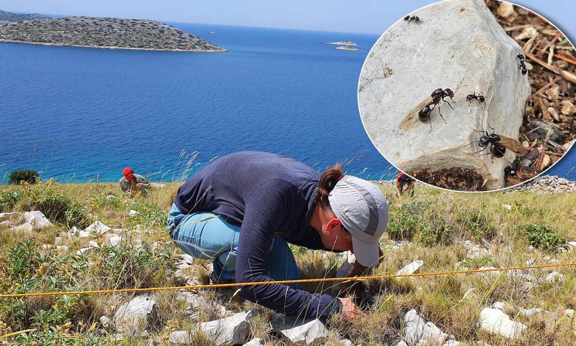 Jesu li mravi otporni na globalno zatopljenje? Znanstvenici s Ruđera istražuju jadranske otoke kao prirodne laboratorije...