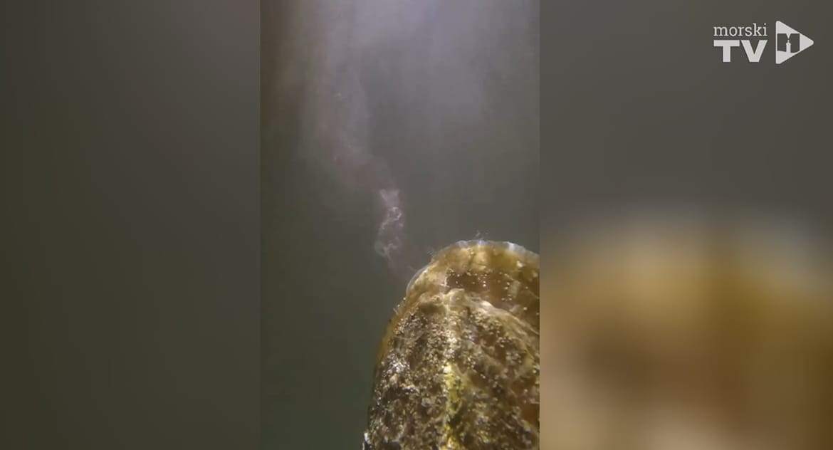 Hrvatski znanstvenici imaju izvrsne vijesti za periske: "Otkrili smo nešto nevjerojatno!"