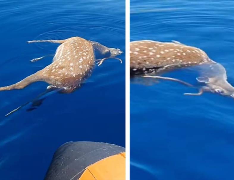 Otišao u podvodni ribolov pa između dva sjevernojadranska otoka naišao na mrtvu srnu!