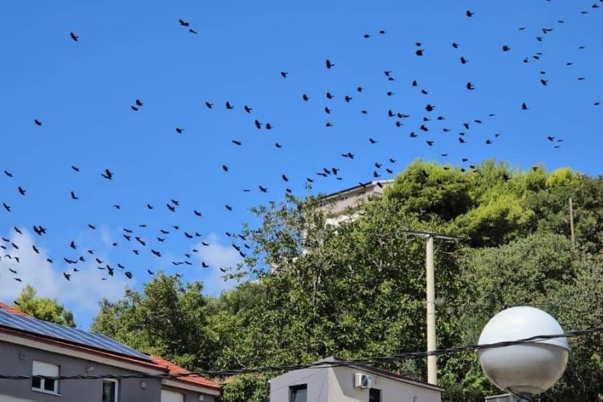 VELIKA SELIDBA Ptice napuštaju Žrnovnicu - nakon velikih požara mijenjaju stanište?