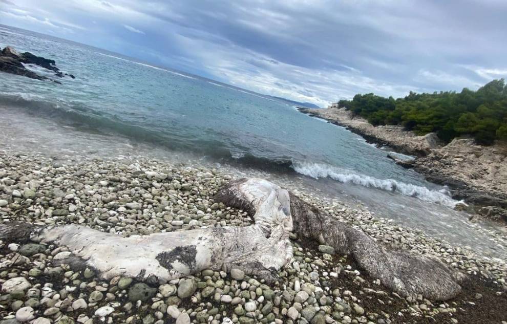 Jugo izbacilo lešinu repa kita na južnu obalu Hvara!