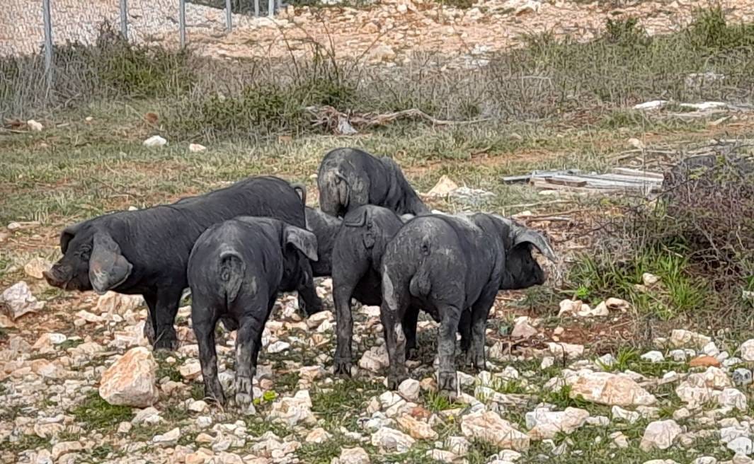 Krdo svinja tumara Cresom!