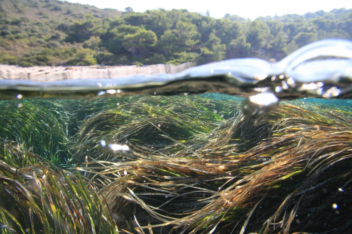 BIOPRESSADRIA Projekt smanjenja utjecaja nautičkog turizma na posidoniju u Paklinskim otocima