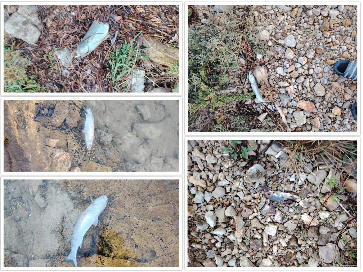 ŠTO SE DOGAĐA KOD TISNOG I PIROVCA? Jata iskasapljene ribe isplivala na obalu - Mnogi sumnjaju u zabranjenu aktivnost!