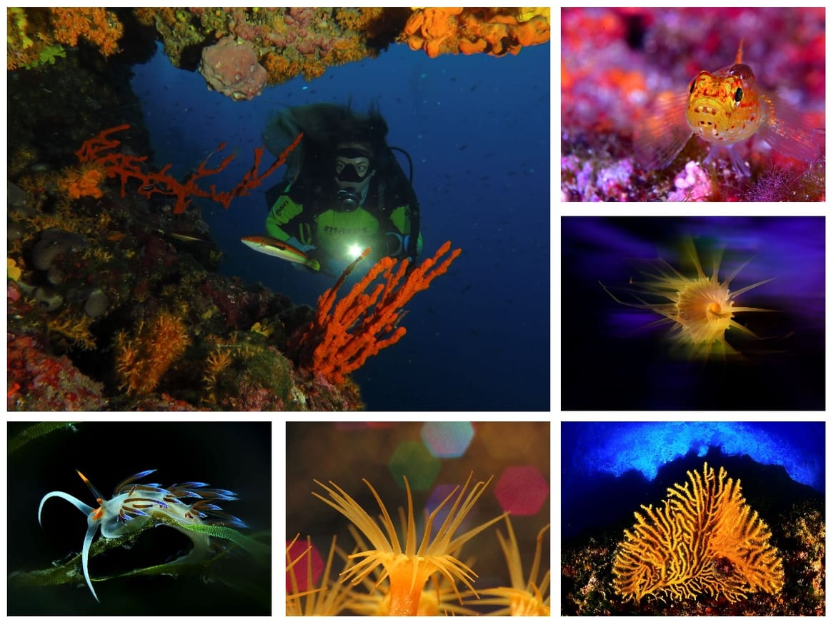 UNDERWATER PHOTO MARATHON CUP Završeno spektakularno natjecanje u podmorskoj fotografiji na Rabu