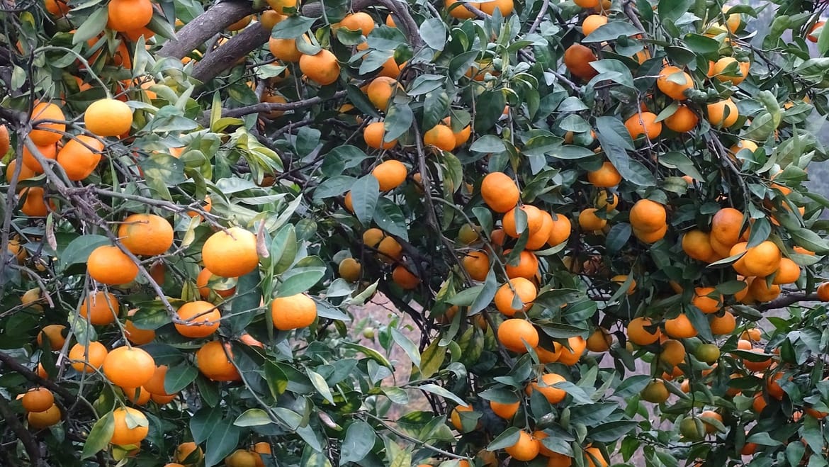 Počinje berba neretvanskih mandarina