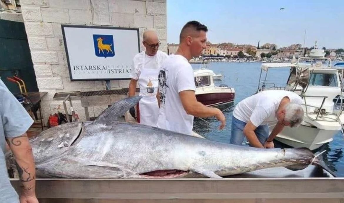 Zvijezda nove manifestacije Ekomuzeja "Batana" je Rovinjska tuna