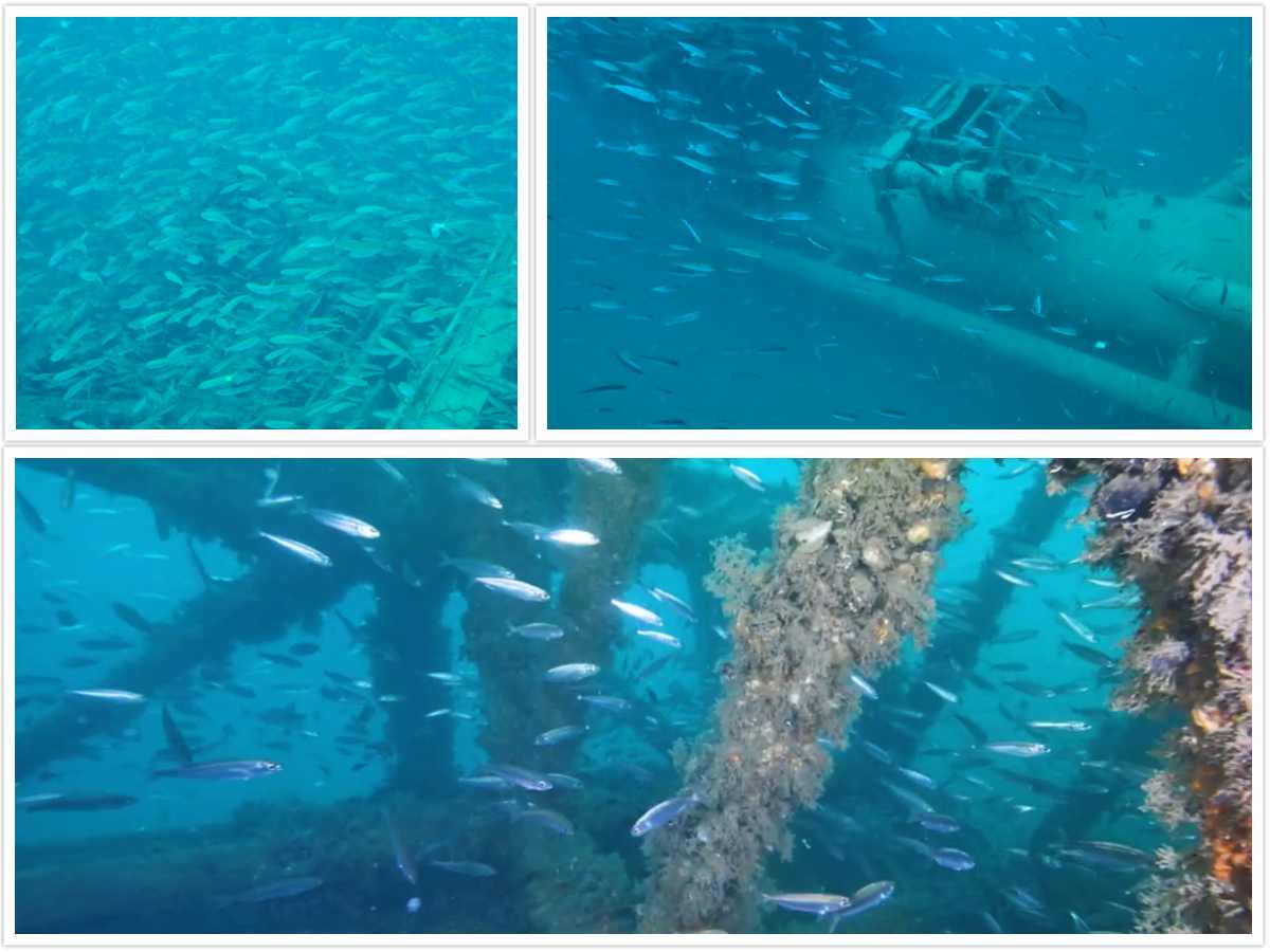 INA reagirala na Greenpeacove prozivke: "Ovo je potonula platforma, oko nje se razvio čitav ekosustav!"