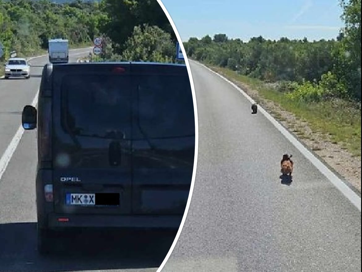 Na magistrali kod Draga iz njemačkog kombija izbacili dva psa na cestu i nastavili vožnju prema Šibeniku!