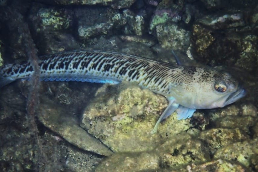 Veliki pauk bijelac "šulja" se noću Bračkim kanalom