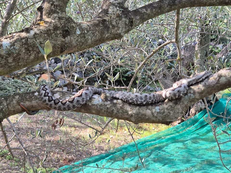 OPREZ MASLINARI Pogledajte ovog poskoka koji se na splitskom području skrio među granama masline!