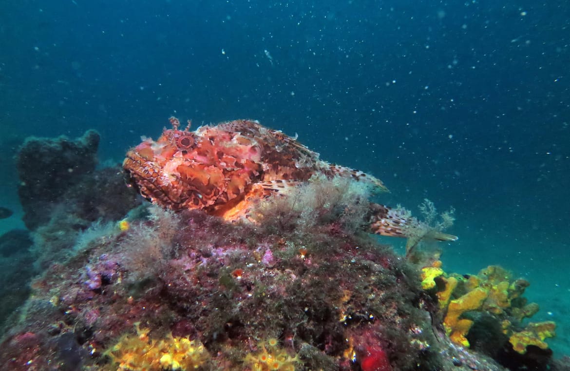 Šareni život s puno boja u velebitskim vruljama