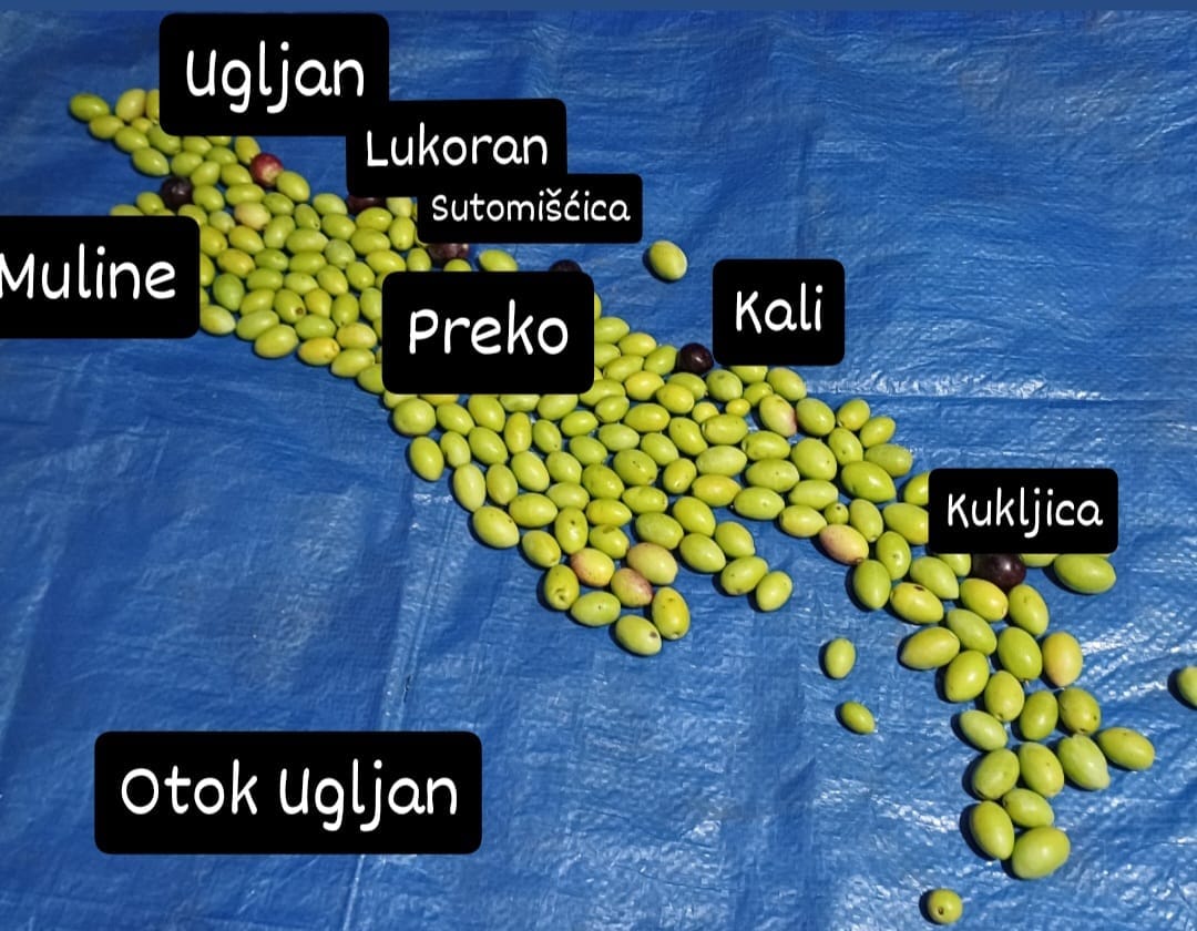 Netko je složio kartu otoka Ugljana - od maslina!